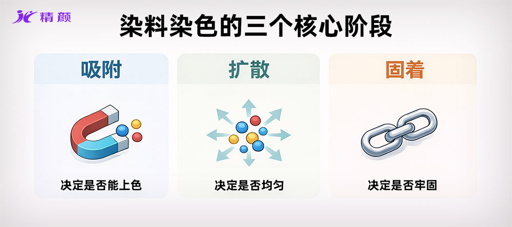 染料上色三階段示意圖：吸附、擴散與固著過程